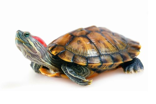 Red eared slider turtle glossy - slider,